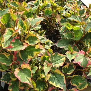 houttuynia cordata chameleon Chameleon plant