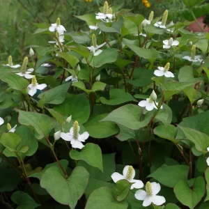 houttuynia cordata fish mint