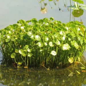 hydrocotyle bonariensis largeleaf pennywort