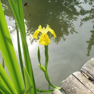 iris pseudacorus yellow flag