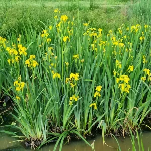 iris pseudacorus yellow flag