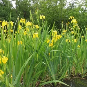 iris pseudacorus yellow flag