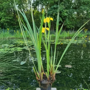 iris pseudacorus yellow flag