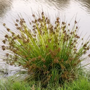 juncus effusus soft rush