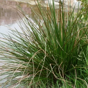 juncus effusus soft rush