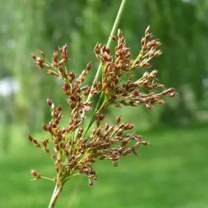 juncus inflexus hard rush