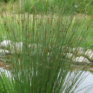 juncus inflexus hard rush