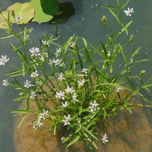 justicia americana American water willow