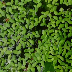 lemna minor common duckweed