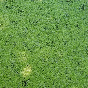 lemna minor common duckweed