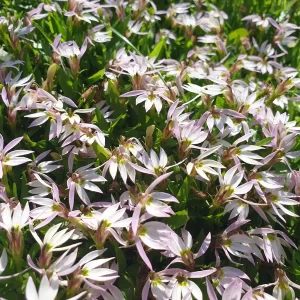 lobelia chinensis Chinese Lobelia