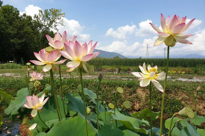 lotus flowers vegetating