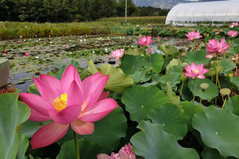 lotus flowers blooming