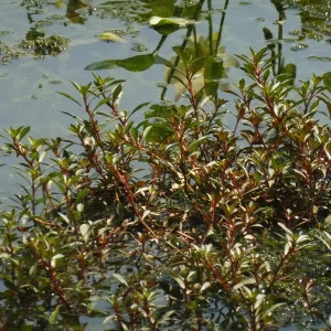 ludwigia repens rubin Creeping primrose willow