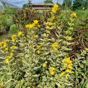 lysimachia punctata alexander yellow loosestrife