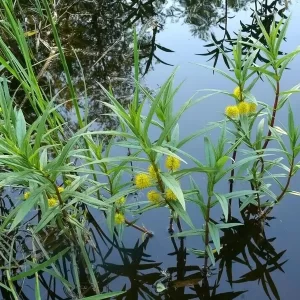 lysimachia thyrsiflora tufted loosestrife