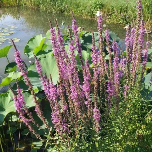 lythrum salicaria Purple loosestrife