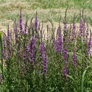 lythrum salicaria Purple loosestrife