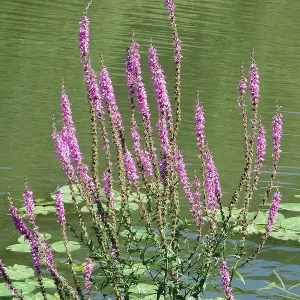 lythrum salicaria Purple loosestrife