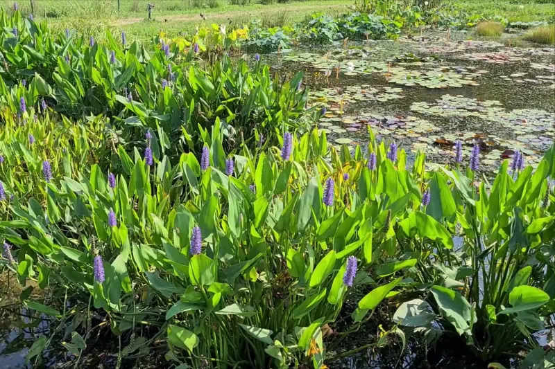 marsh plant growing