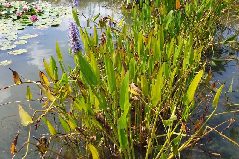 marsh plant turning yellow
