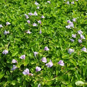 mazus reptans Creeping mazus