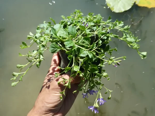 Mazus reptans (Creeping Mazus) - Aquatic Plants Nursery
