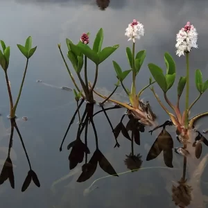 menyanthes trifoliata Bogbean Buckbean Marsh Trefoil