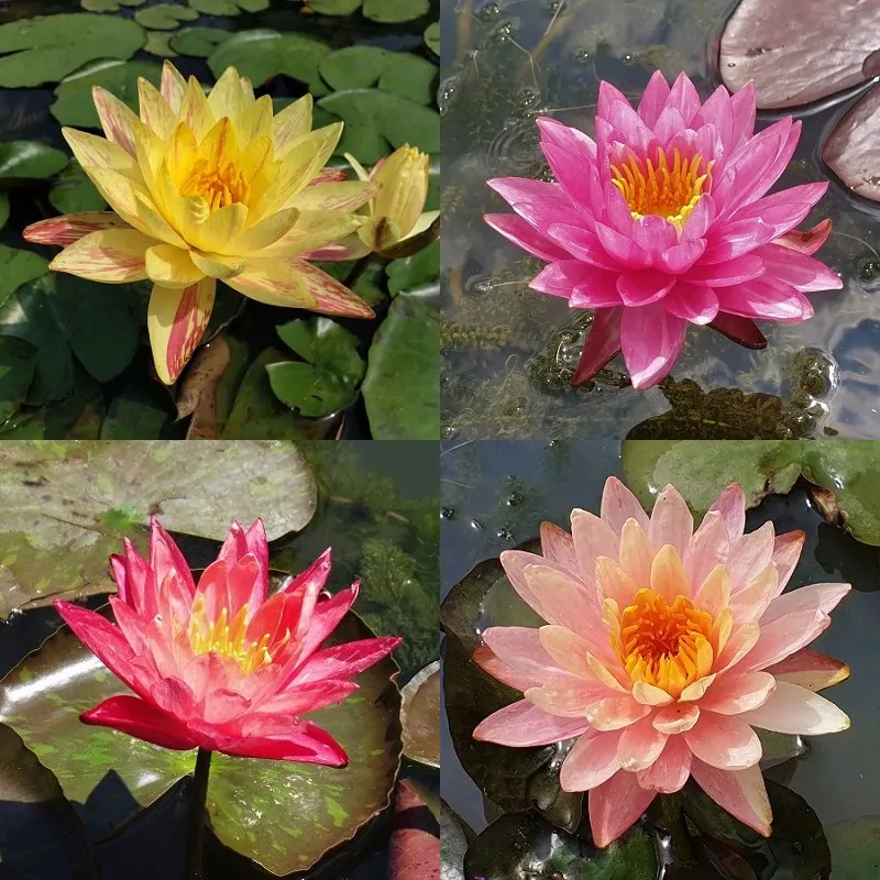 Mottled water lilies Aquatic Plants Nursery