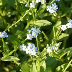 myosotis palustris water forget me not