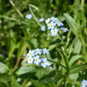 myosotis palustris water forget me not