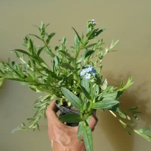 myosotis palustris water forget me not