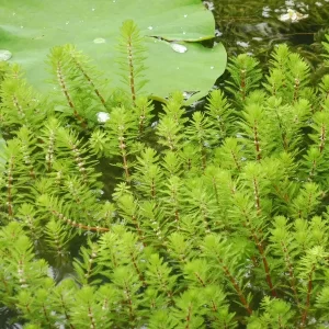 myriophyllum brasiliensis red stem Red stemmed parrots feather