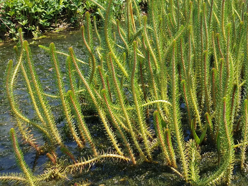 Myriophyllum crispatum (Upright Water Milfoil) Aquatic Plants Nursery