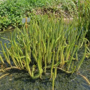 myriophyllum crispatum Upright water milfoil