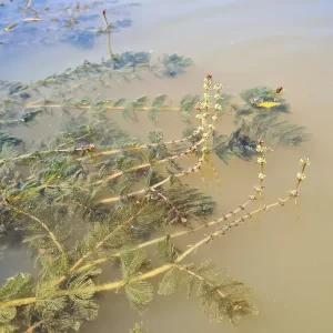 myriophyllum spicatum spiked water-milfoil