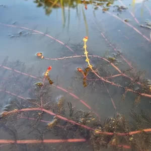 myriophyllum spicatum spiked water-milfoil