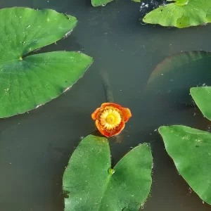 nuphar japonica rubra East Asian yellow water lily