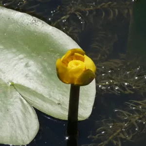 nuphar lutea yellow pond lily