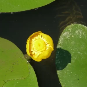 nuphar lutea yellow pond lily