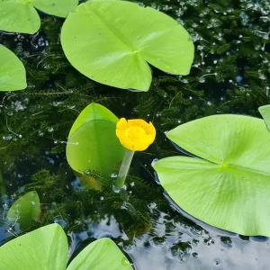 nuphar lutea yellow pond lily