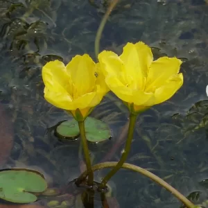 nymphoides peltata Yellow floating heart