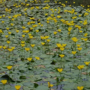 nymphoides peltata Yellow floating heart