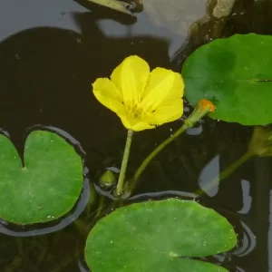 nymphoides peltata Yellow floating heart