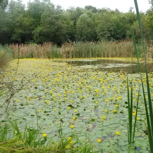 nymphoides peltata Yellow floating heart