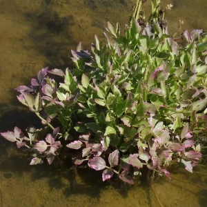 oenanthe javanica flamingo variegated water celery