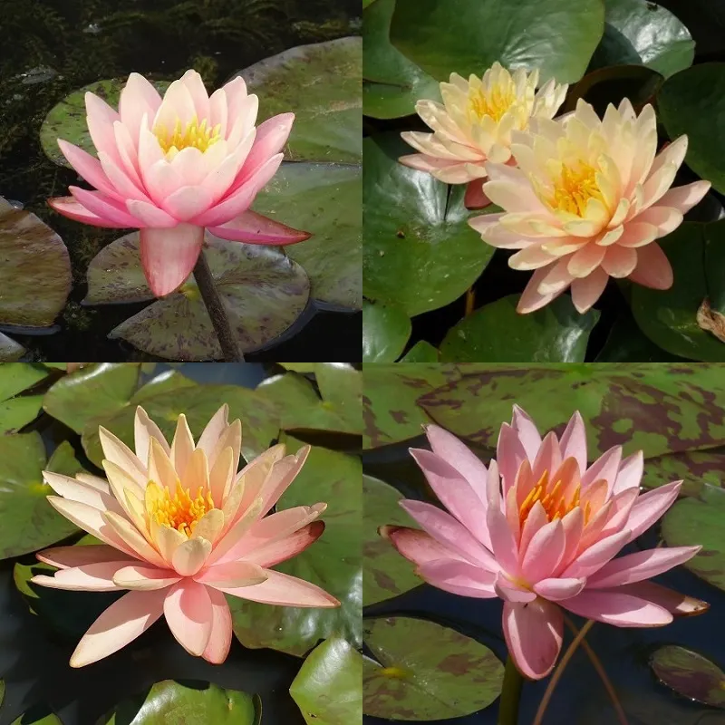 Peach / cream water lilies Aquatic Plants Nursery