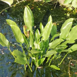 peltandra virginica green arrow arum tuckahoe