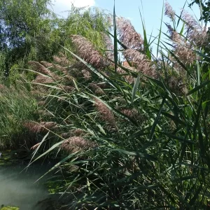 phragmites australis common reed