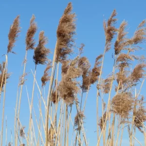 phragmites australis common reed